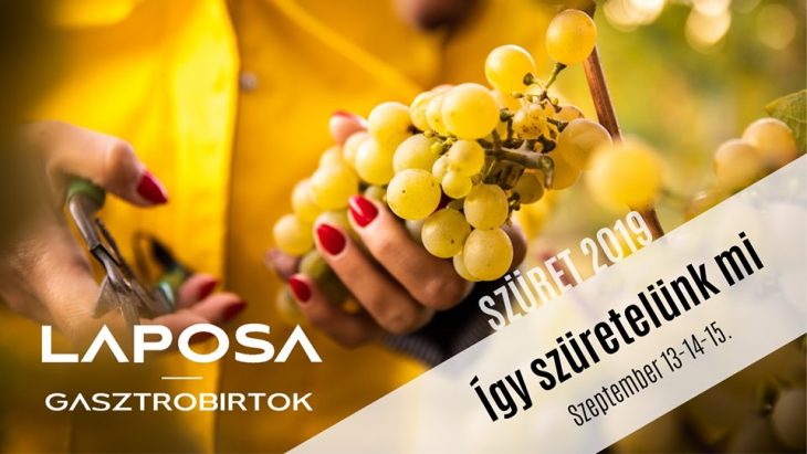 Laposa Szüret 2019 – Így szüretelünk mi – Badacsony, Szeptember 13-15