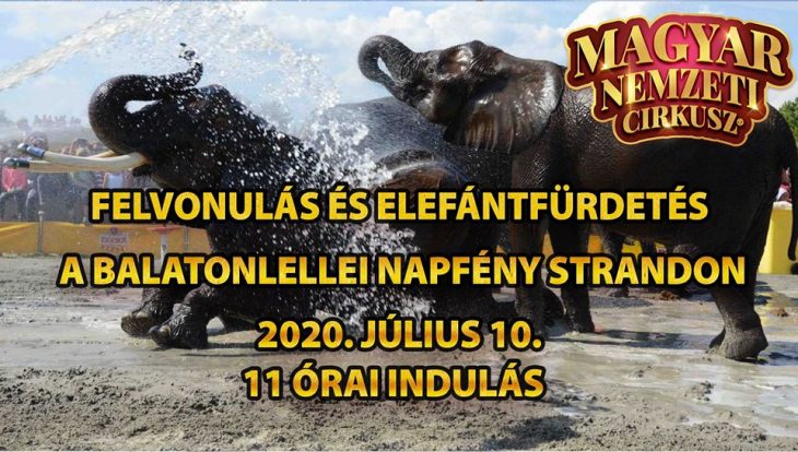 Elefántfürdetés és Cirkuszok éjszakája | Balatonlelle | Július10-11.