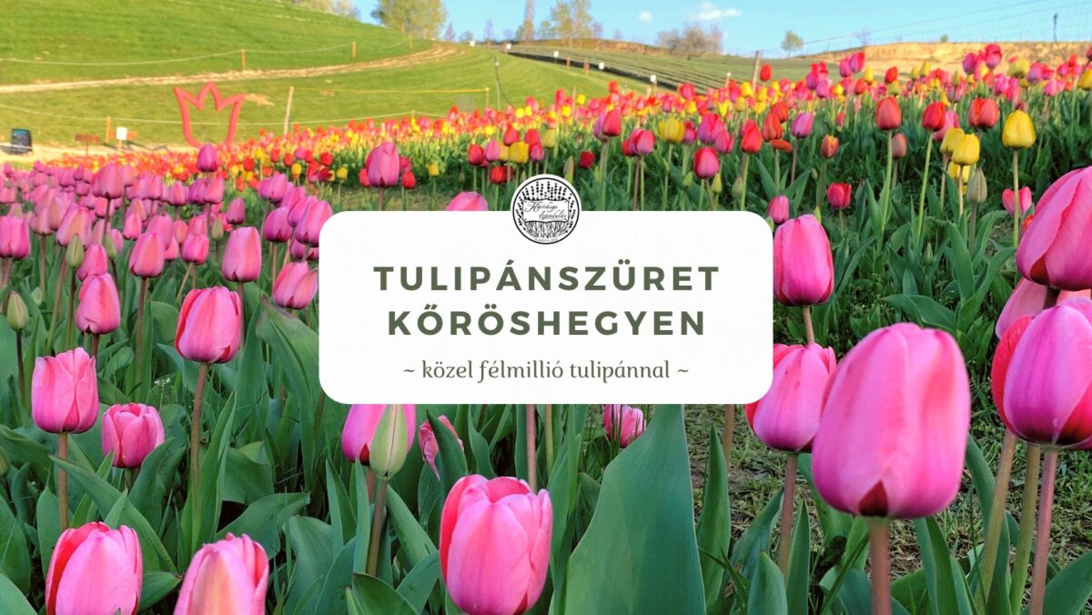 Tulipánszüret Kőröshegyen | 2022. április 13-24.