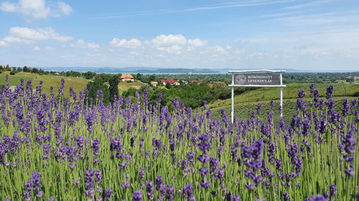 Levendulaszüret Kőröshegyen 2026