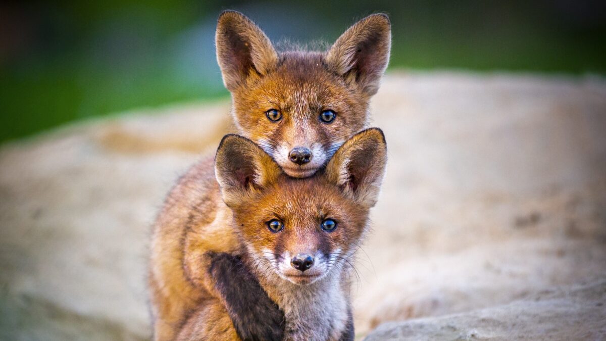 Véget ért a „Sokszínű Balaton-felvidék” fotópályázat, ahol a Balaton-felvidék élővilágát bemutató csodás fotókat díjazták