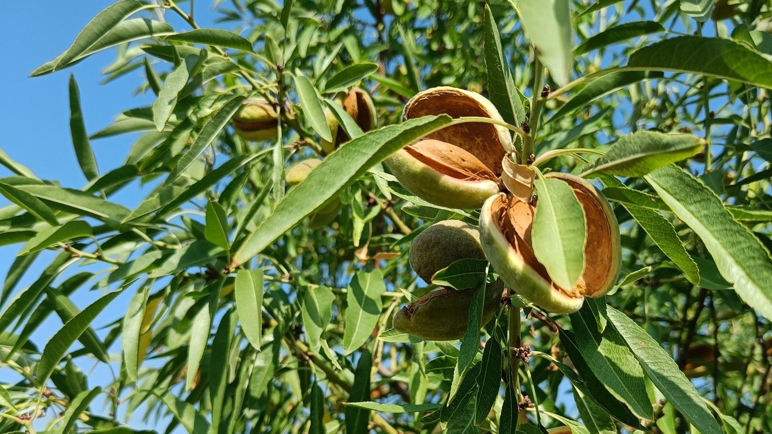 Akali Mandulaszüret