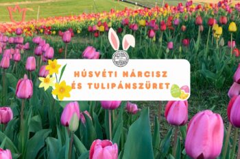 Húsvéti Nárcisz és Tulipánszüret Kőröshegyen | 2024 március 29-április 3.