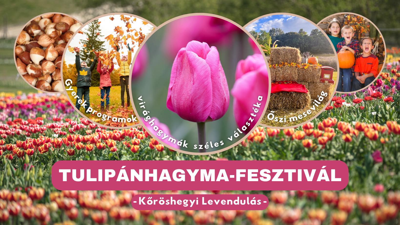 Tulipánhagyma Fesztivál Kőröshegy