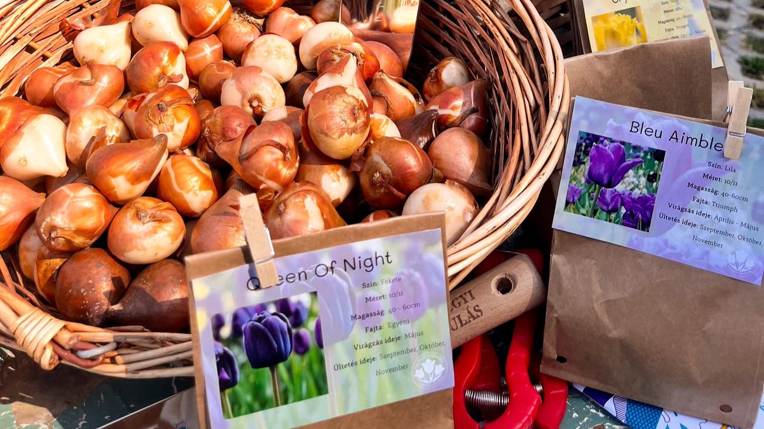 Tulipánhagyma Fesztivál Kőröshegy