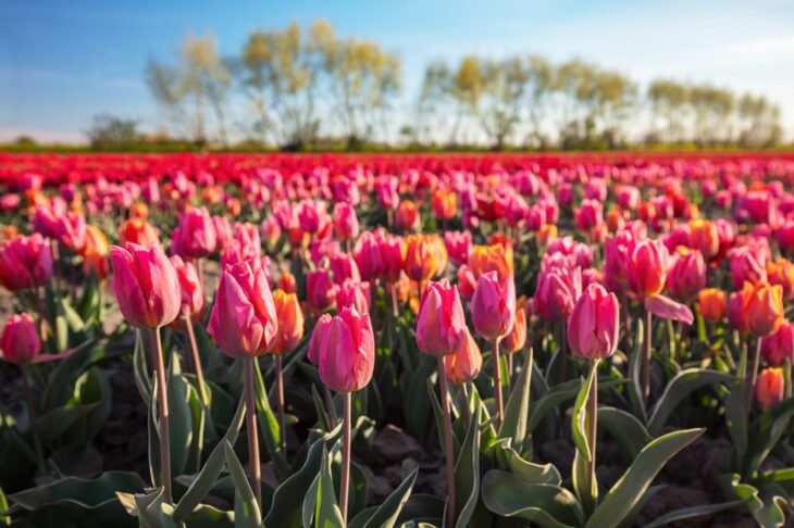 Tulipánszüret Kőröshegyen | 2025 április 4 – április 21.