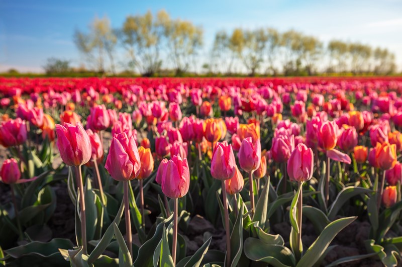 Tulipánszüret Kőröshegyen | 2025 április 4 – április 21.