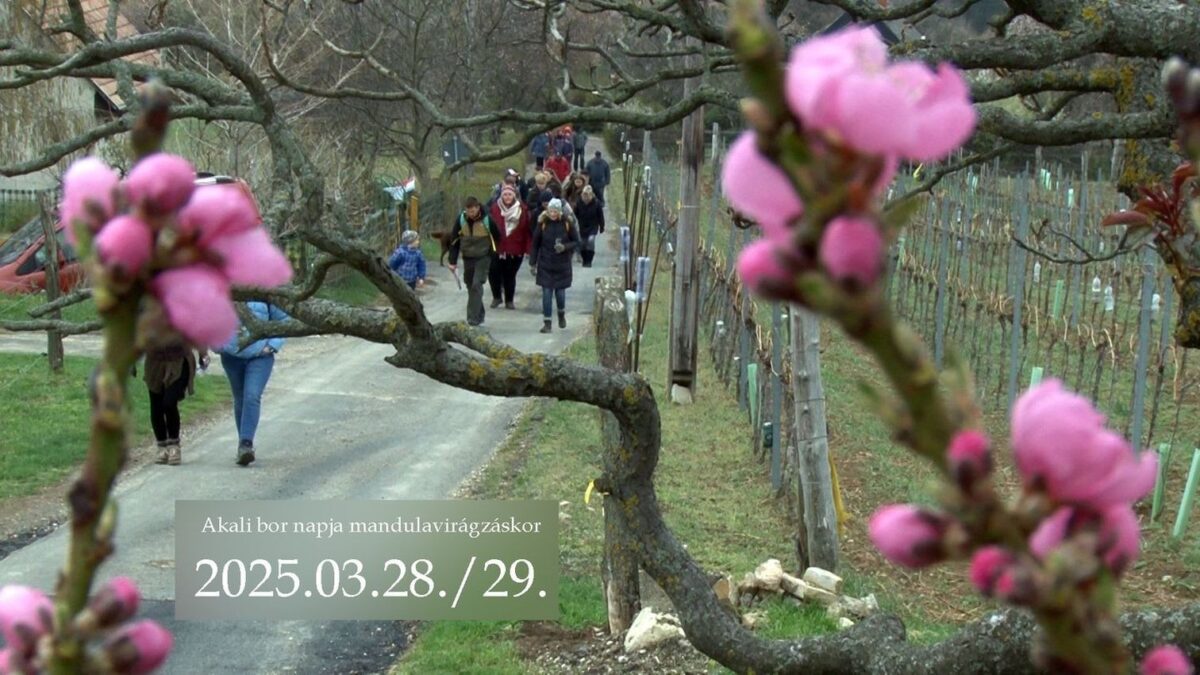 XII. Akali Bor Napja Mandulavirágzáskor | Balatonakali | 2025 március 28-29.