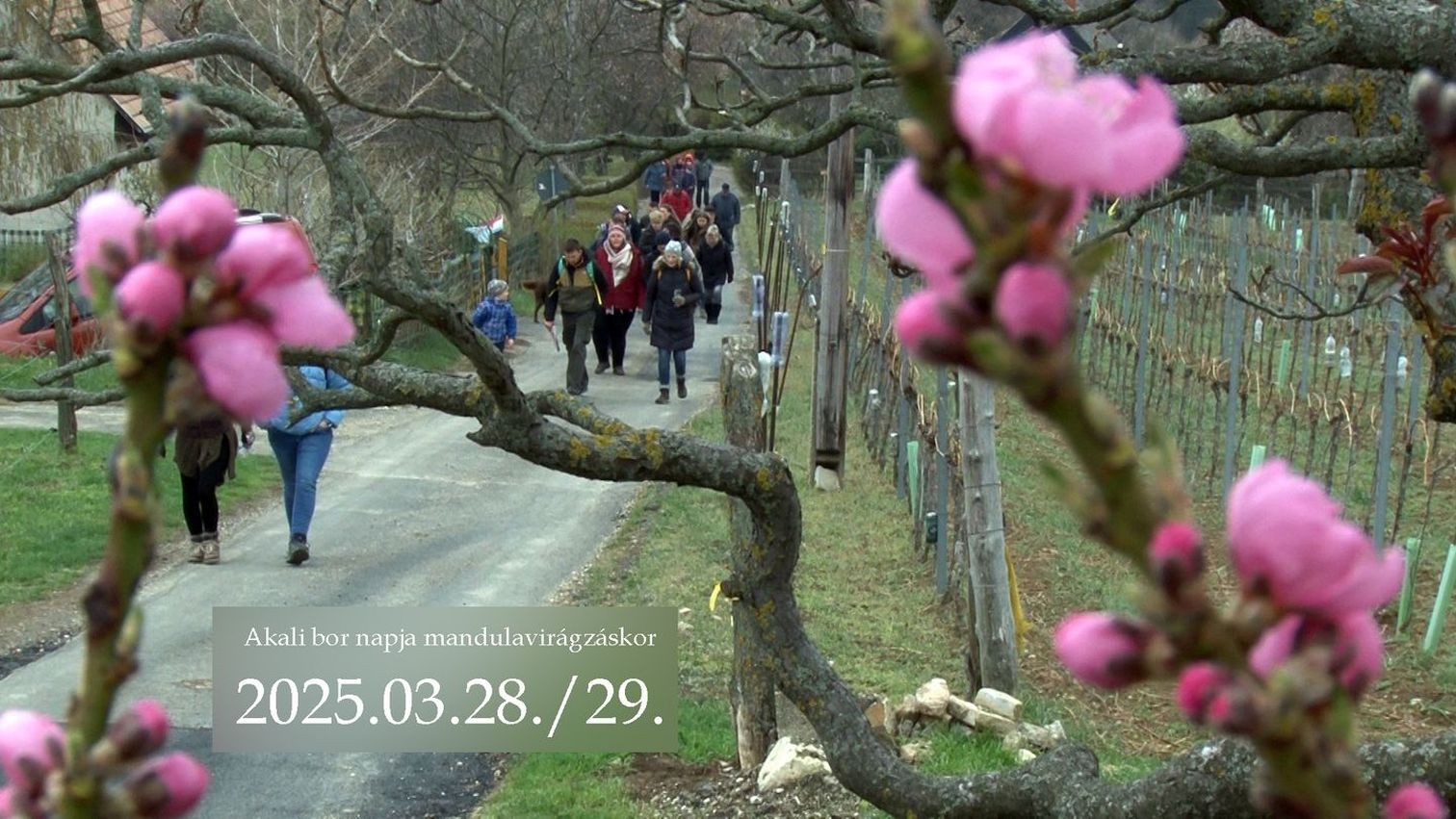 Akali Bor Napja Mandulavirágzáskor 2025