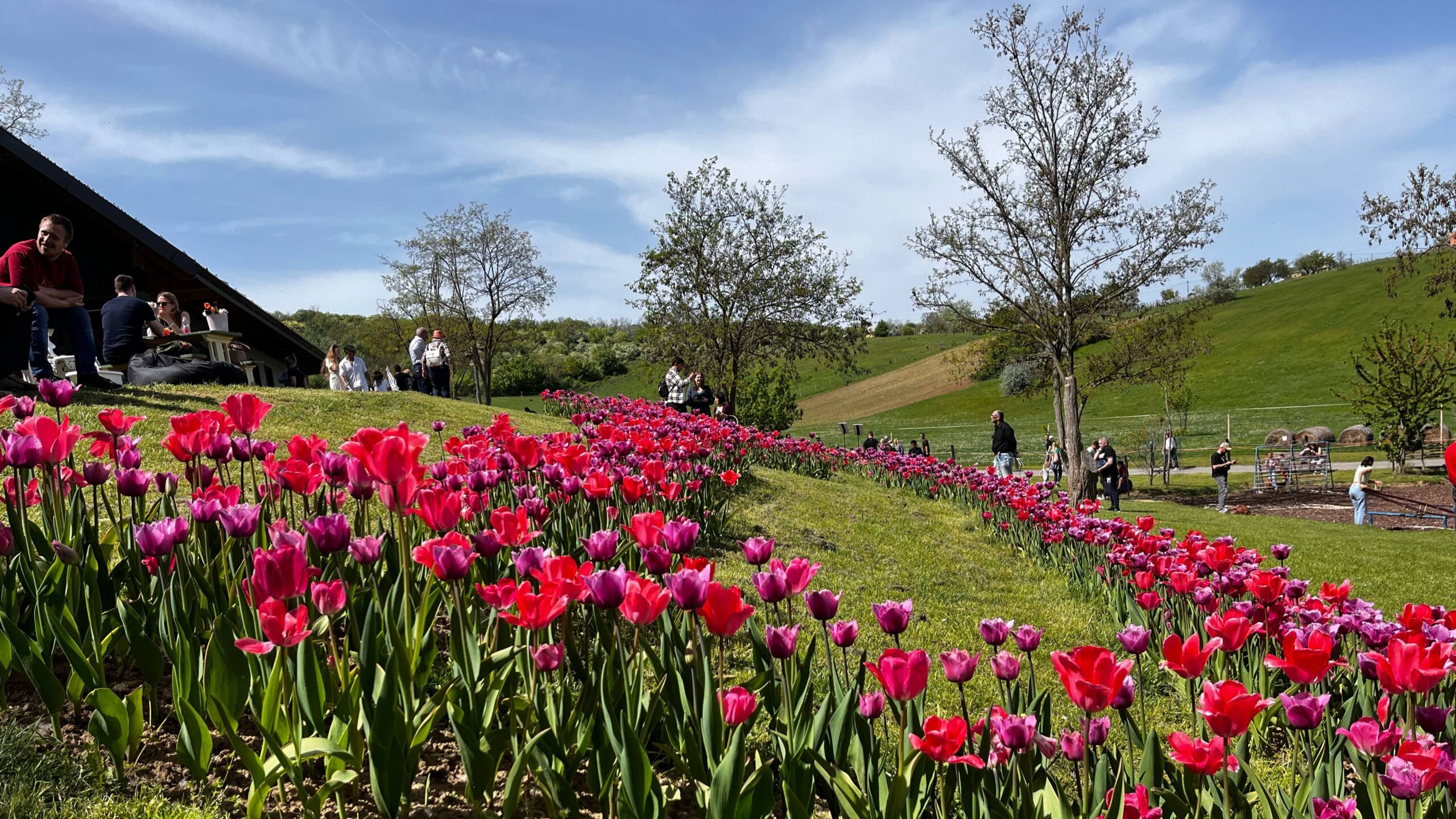 Tulipánszüret Kőröshegyen 2026