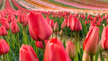 Tulipánszüret Kőröshegyen 2026